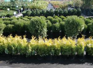 Питомник &quot;Южный&quot;: доращивание и акклиматизация