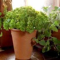 Вырастить зелень - на подоконнике
