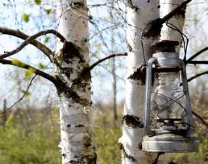 Улицы будут освещать деревьями в золоте