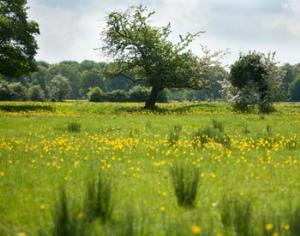 Биотопливо вреднее бензина