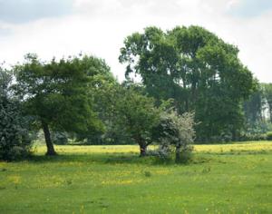 Wi-Fi вредит всему живому?