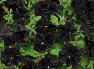 Англичане вывели по-настоящему черную петунию