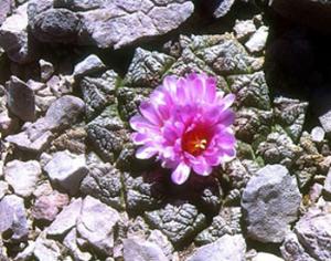 Кактусы от жары зарываются в землю