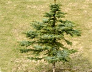 Велосипедная елка к Рождеству