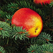 Новогодний интерьер: живые украшения