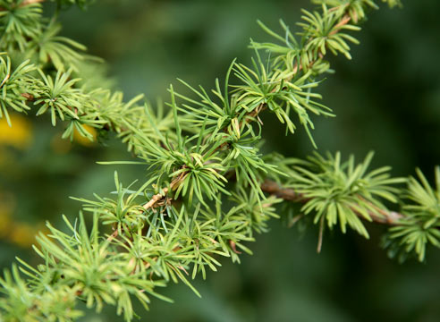 Лиственница, Larix