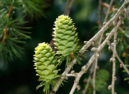 Лиственница, Larix