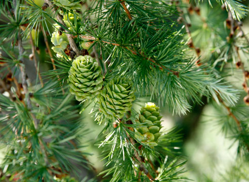 Лиственница, Larix