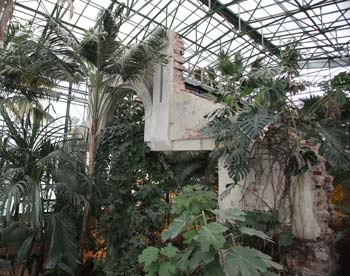 Пальмовая орхидея, часть старой постройки