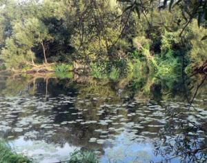 Заповедники нельзя будет бесконтрольно понижать в статусе