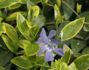 Генно-модифицированные растения станут лекарствами