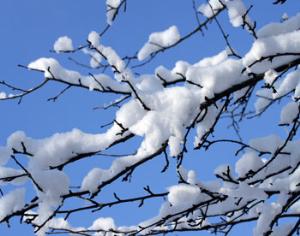 Автолюбители будут убирать дворы сами?