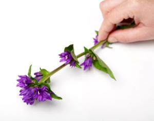 Половина неоткрытых цветов на Земле лежит в гербариях