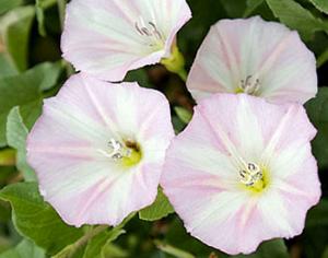 Земли, загрязненные нефтью, очистят с помощью вьюнка