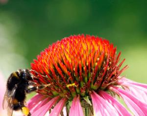 Ученые составили базу данных "Цветы глазами опылителей"