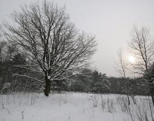 Павловская станция и Химкинский лес: все по плану