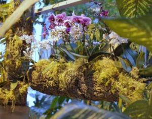 Фестиваль орхидей открылся в "Аптекарском огороде"