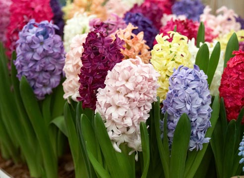 Гиацинт, Hyacinthus