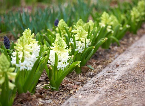 Гиацинт, Hyacinthus