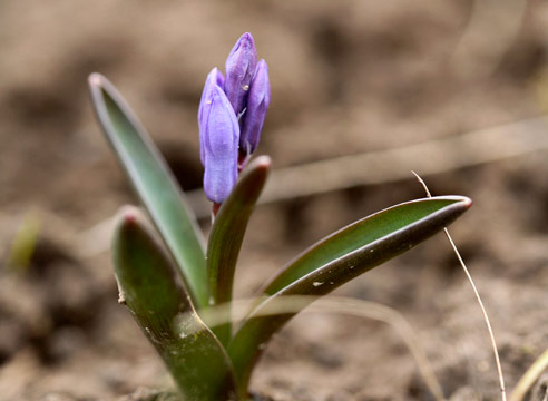 Гиацинт закаспийский, Hyacinthus