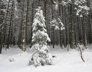 Приняты поправки в Лесной кодекс