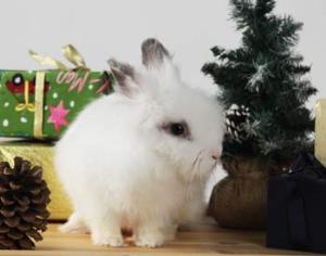 6-метровый пудинг против 6-метрового зайца