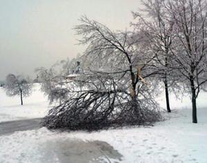 Обледеневшие деревья не выпрямятся