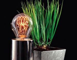 Евросоюз готовится отменить энергосберегающие лампы