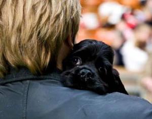 Кинотеатры для собак