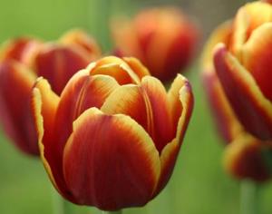  Новый сорт тюльпана назвали в честь шведского принца