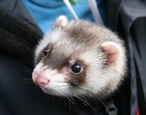 В Москве состоялась выставка хорьков