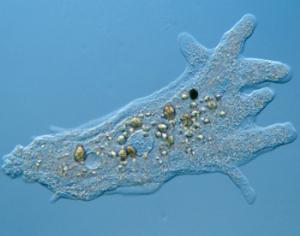 Дикие амебы занимаются фермерством