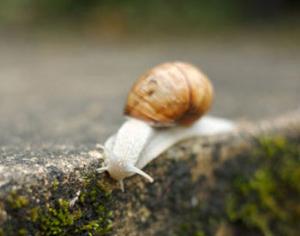 Воздух в Петербурге контролируют улитки