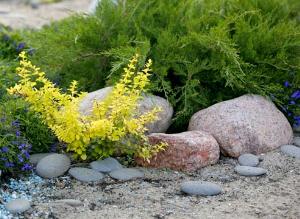 Сад на песке: достоинства и недостатки песчаных почв