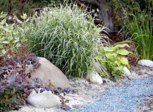 Сад на песке: подбираем растения