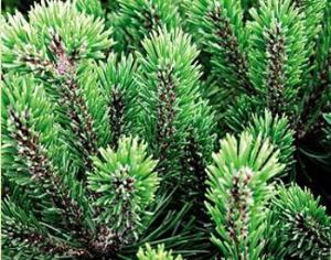 Наступление сосен на Сибирь провоцирует глобальное потепление