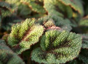 Бегония: виды и гибриды