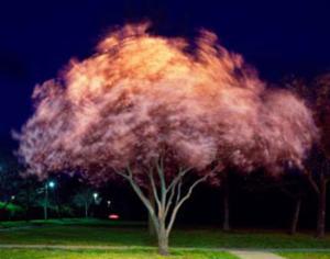 Ученые заставили деревья светиться, чтобы заменить фонари