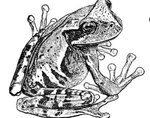 Лягушка против законов эволюции