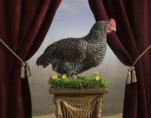 Английские куры отдыхают в отеле