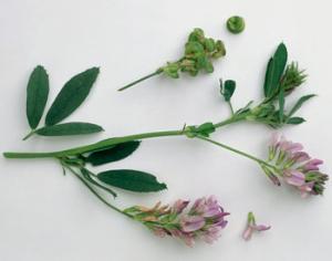 В США разрешили бесконтрольно сажать трансгенную люцерну