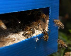 Пчелы защищают поля от слонов