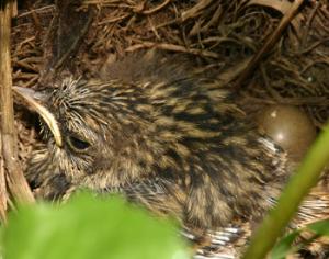 У птиц Чернобыля уменьшился объем мозга