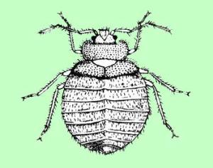 Американцев закусали клопы