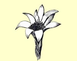 Расшифрован геном уникальной подземной орхидеи