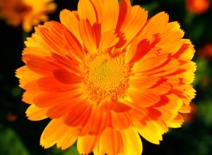 Календула лекарственная