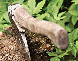 Вандалы срубили виноградную лозу стоимостью 100 тысяч евро