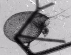 Самое быстрое хищное растение поедает свою жертву - теперь на видео