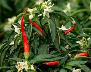 Жгучий перец укрощает аппетит