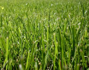 Растительное топливо остановит глобальное потепление  